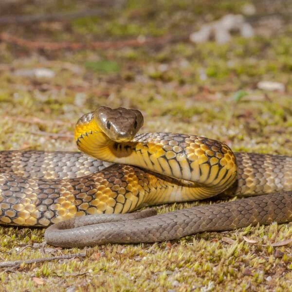 10.Mainland Tiger Snake