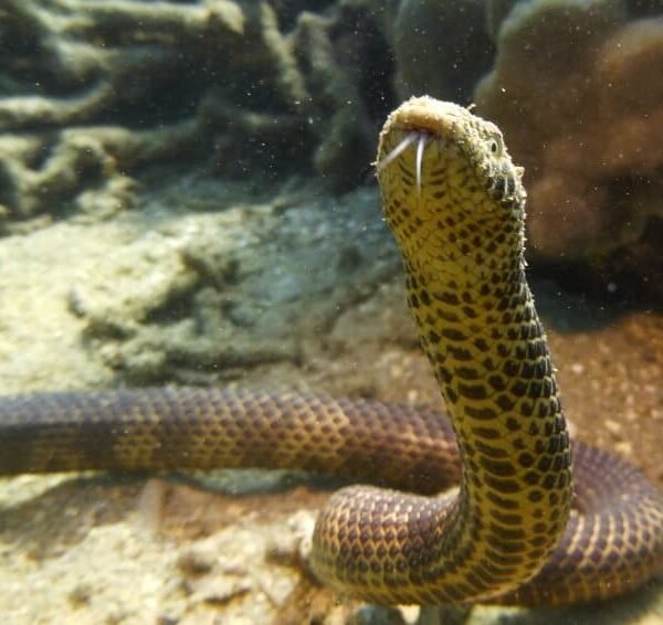 2. Aipysurus Duboisii (Deadly sea snake)