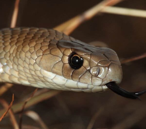 3. Eastern Brown Snake